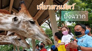 บราวนี่น้อย | พาเพลิน สวนสัตว์บึงฉวากสุพรรณบุรี