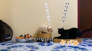 【ネコ歓喜】新しい「爪とぎ」がキター！ New cat scratcher