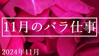 減農薬でバラ栽培【11月のバラ仕事】2024年11月