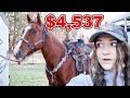 $4,537 VS $865 TACK SET!