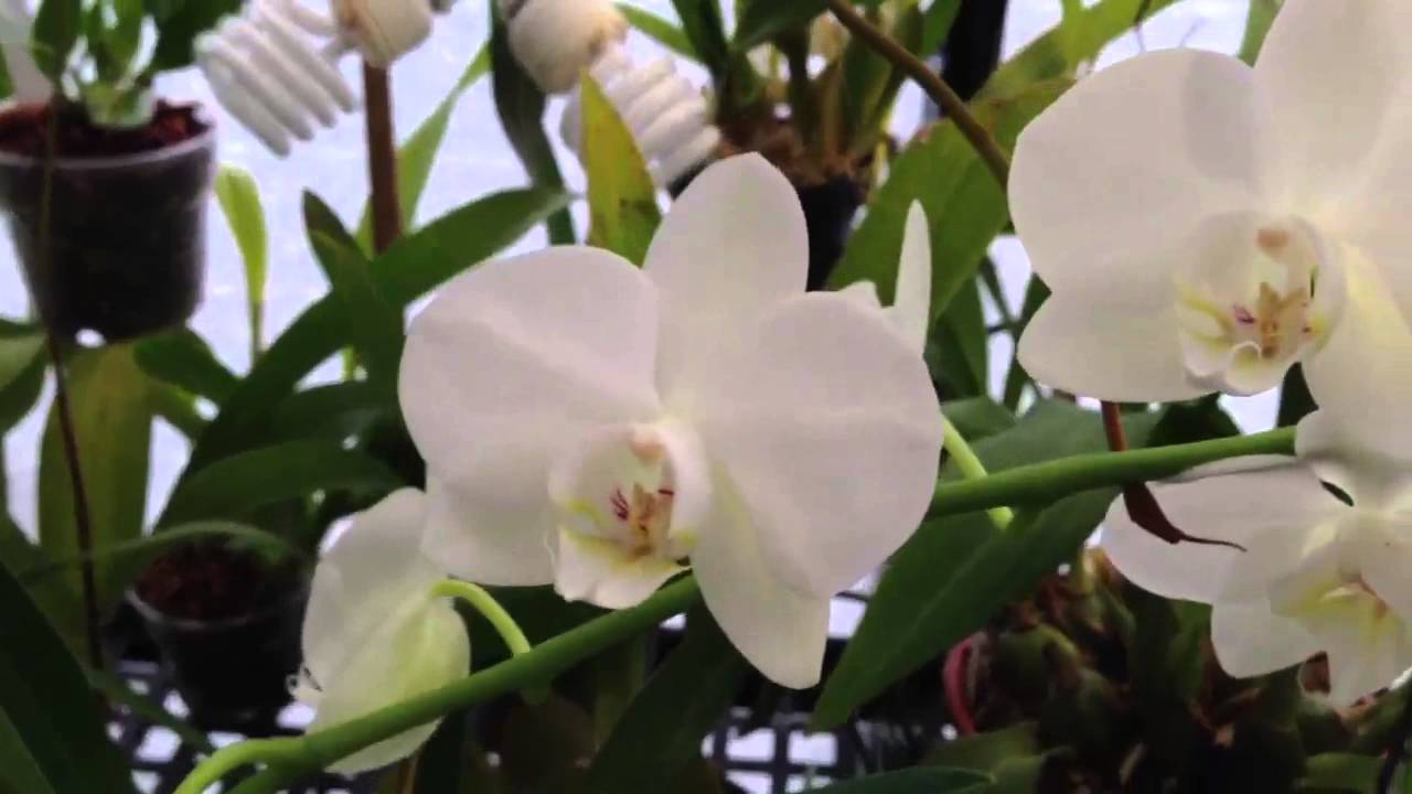 Orchid Care: How To Cut Off The Old Phalaenopsis Orchid Bloom Spike And ...