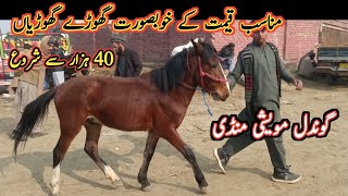 Low Prices Male Female Horses Latest Prices On Gondal Maweshi Mandi By My Life Channel