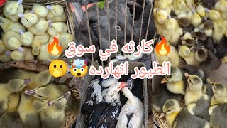 هو سوق الطيور رايح بينا علي فين🤔😓و ياترى الاسعار هتنزل ولا هترتفع اكتر من كدا❗😭#جولة في سوق الطيور💫🔥