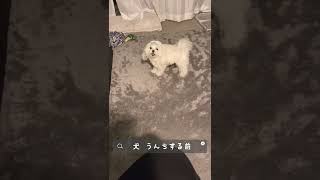 #犬 うんちする前