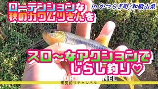 低活性のカワムツをルアーで攻略☆