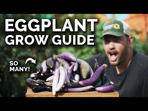 Does eggplant have little black seeds?