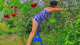 Young farmer picking peas in a short dress in a strong wind