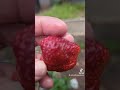 Growing strawberries and eating them