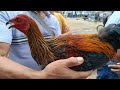 SUMILIP TAYO SA BAGSAKAN NG MANOK SA PADRE GARCIA BATANGAS.