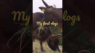 MY FIRST VLOG ❤️MY FIRST VIDEO ON YOUTUBE ||GAGAN PASWAN VLOG