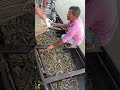 black tiger shrimp farming