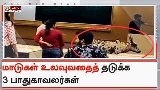 மும்பை ஐஐடியில் மாடுகள் உலவுவதைத் தடுக்க 3 பாதுகாவலர்கள் நியமனம் | #MumbaiIIT | #IITBombay