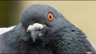 Jealous pigeon