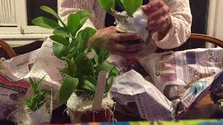 Unboxing Aussie Dendrobiums from SVO