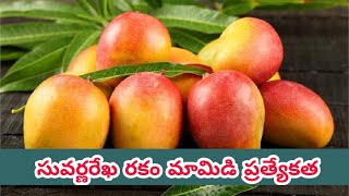 సువర్ణరేఖ మామిడి సాగు