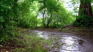 Rain Sounds in the Forest Calms the Mind and is Good for Insomnia - Deep Sleep, Stress Relief