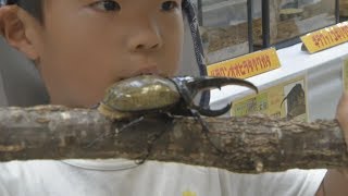 淡路市で昆虫フェスタ　世界のカブトムシに会おう