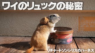 リスが背負うリュックの秘密【リチャードソンジリス】