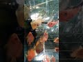 Ikan red parot di kedai aquarium