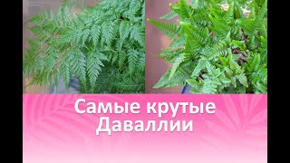 Самые крутые сорта Даваллий. Обзор и сравнение.