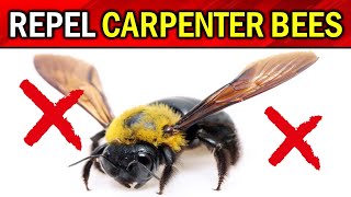 How to Get Rid of Carpenter Bees Naturally (8 EASY WAYS TO ERADICATE CARPENTER BEE'S)