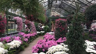 Chrysanthemum Show