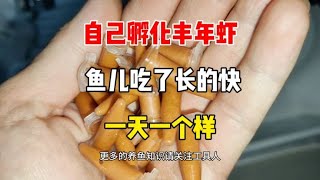 小鱼苗喂什么？自己孵化丰年虾，它才能长的最快