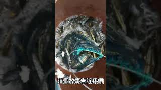 日月潭魚虎500-600尾是這樣擠破網子的😂