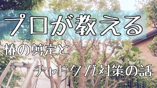 椿の剪定とチャドクガ対策についての話