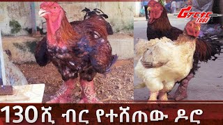 ዶሮ በ130 ሺ ብር @reporternews11