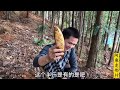 看竹枝找竹笋，只要学会了这个方法，挖竹笋就特别快了