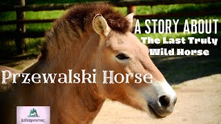 A Story Of The Przewalski Horse, The Last Truly Wild Horse \u0026 It's Comeback