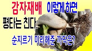 감자순지르기 감자북주기 감자싹제거 감자순심기 감자순치기 감자복토