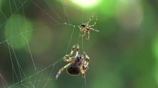 Furrow Orb Weaver