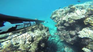 Spearfishing Townsville