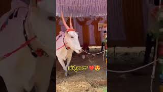 ಹಳ್ಳಿಕಾರ್ ತಳಿ #hallikar #hallikarbulls #ಹಳ್ಳಿಕಾರ್ #trendingshorts #hallikarsanthosh