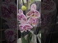 Лондон. Орхидеи. Марракеш. Стандарт. Букеты. Цветы. Продуктовый. london. orchids.marrakech. standard