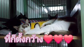 ตัวแสบมีอยู่หนึ่ง🐈‍⬛