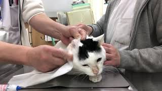 ①慢性腎臓病ステージ３、11歳、日本猫のだいちゃんの診察、治療