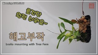 렐리아 해고 부작  방법  Lealia Orchid mounting with Tree fern  | 화이 난초 이야기