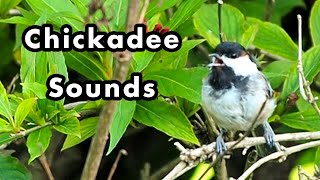 What Does a Black-Capped Chickadee Sound Like? - Chickadee-dee-dee Call Sounds - Chickadee Call