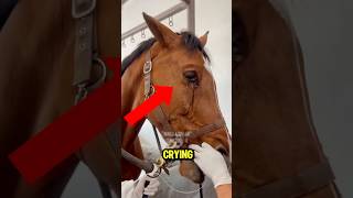 Horse Is Crying Tears 😭😢