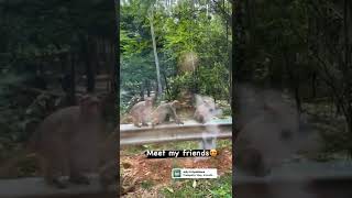 meet my friends 🐒 Sivaangi instagram story, ❤❤😻😻🤗🤗