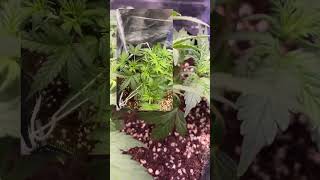 I switched to lst clips - gelato mints autoflower #autoflower #cannabiseducation #indoorplants