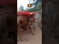 angry camel 🐫 ||qurbani ka janwar