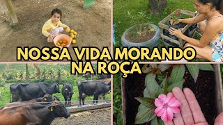 VLOG ROTINA NA ROÇA | PLANTANDO BEIJO | COMPRAMOS UM TRATOR PARA FAZER SILAGEM