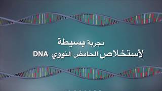 تجربة بسيطة لأستخلاص DNA | الأحياء الجزيئية