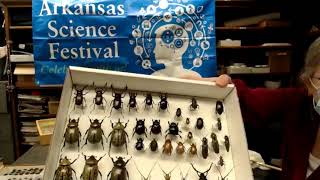 ASF 2020- Preserving Arthropods w/ Dr. Tanja McKay #ARScience2020