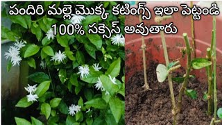 Malle mokka cutting propagation process at home #mallechettucuttings#మల్లె కొమ్మలు ఇలా పెట్టండి100%