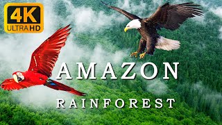 Amazon 4k - The World’s Largest Tropical Rainforest Part 3 | Relaxing Nature Music